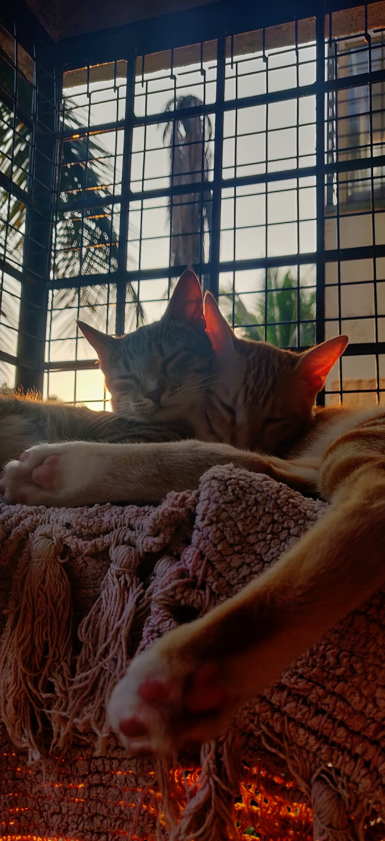 Two cats lying on a textured blanket with a window in the background